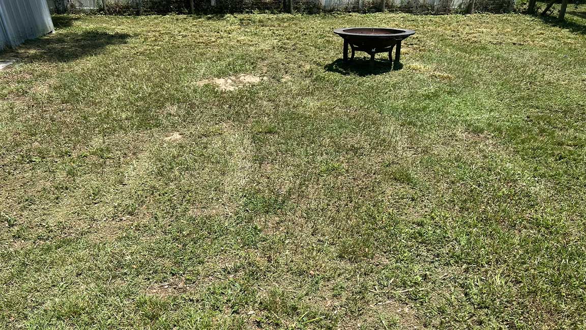 Over grown grass clear out -after 1