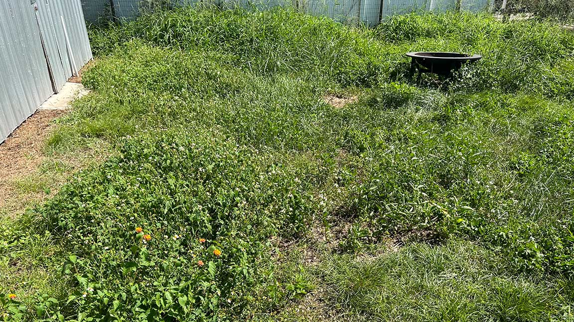 Over grown grass clear out before 2
