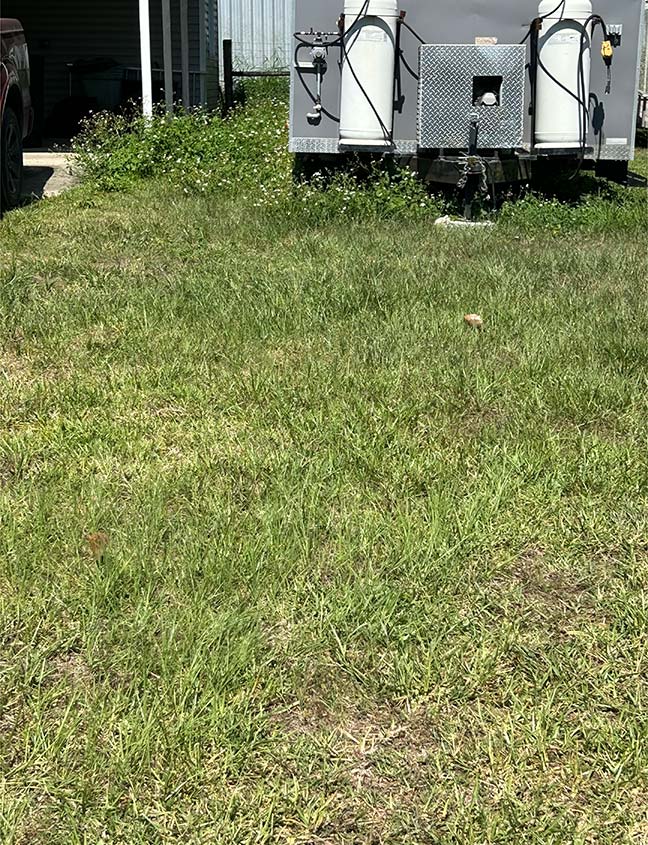 over grown grass and weed around a food vendor trailer