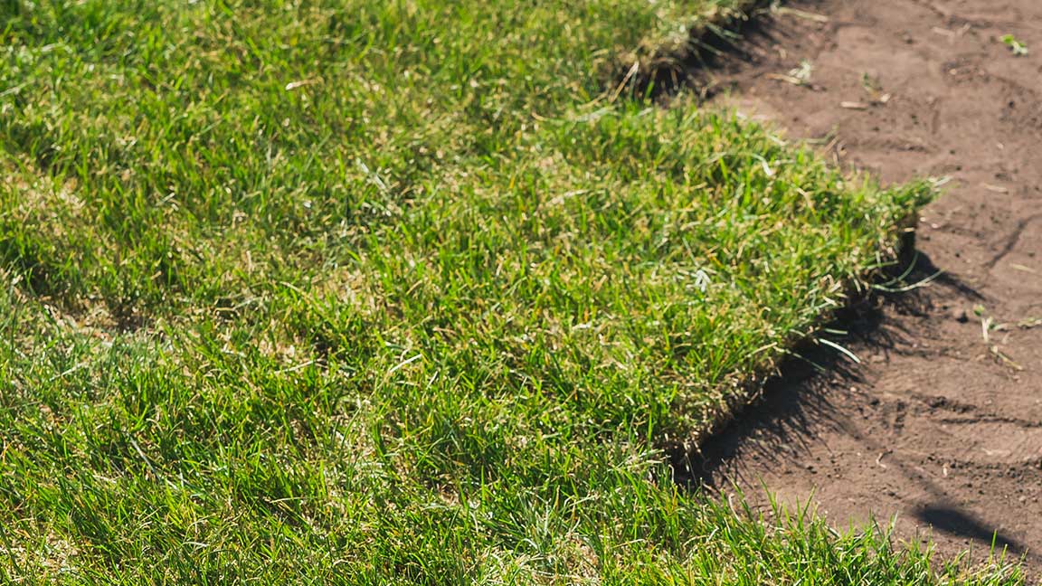 laying-sod-for-new-lawn