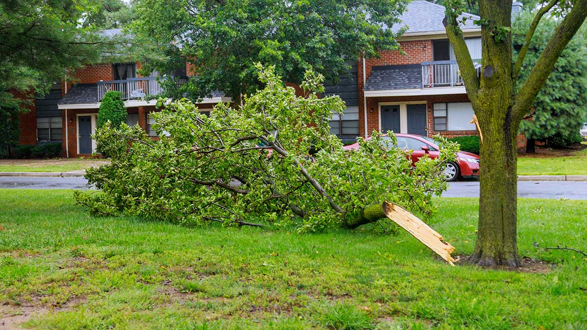 stporm debris-tree branch