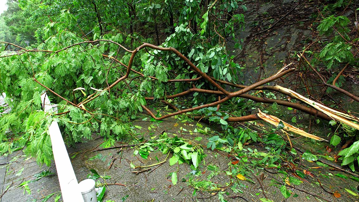 tree-branch-damage-after-hurricane-in-city