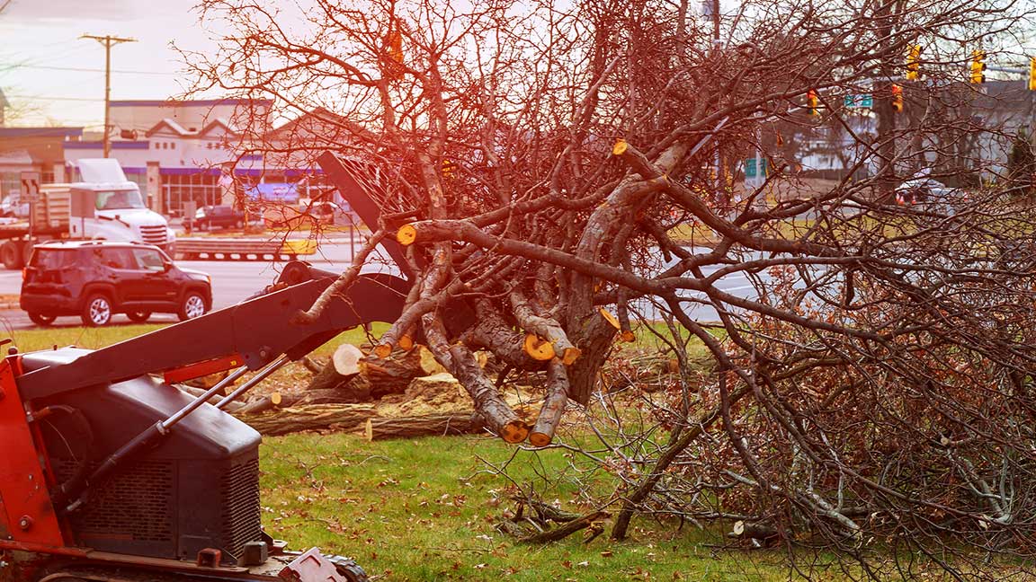 tree-branches-are-placed-in-small-tractor-grapple